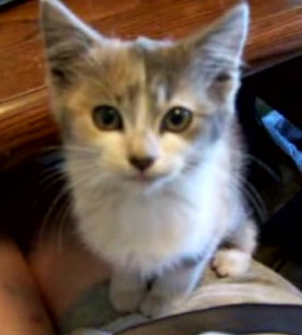 Happy Caturday!